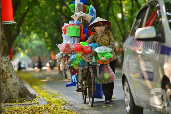 Nhung-tham-la-vang-mua-thu-ha-noi